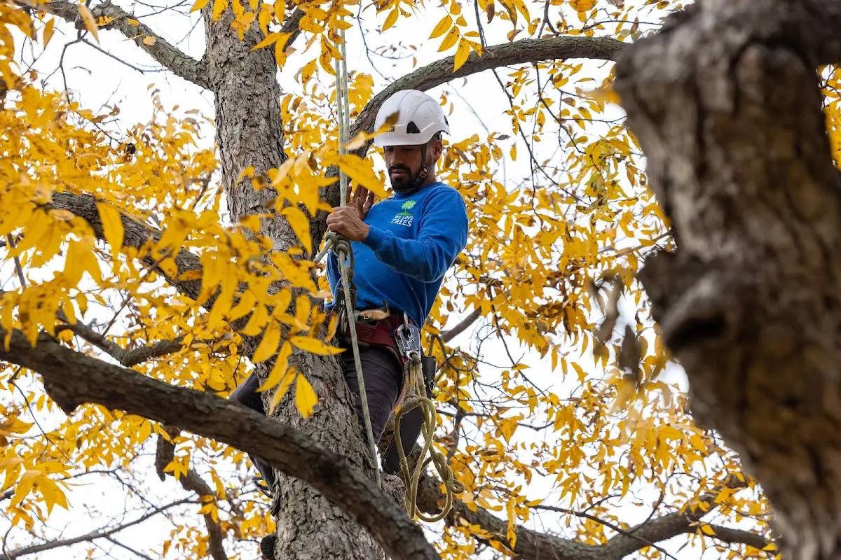 Skilled Tree Pruning crew working in Cisco